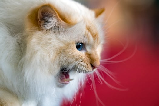Persian cat portrait while biting photo