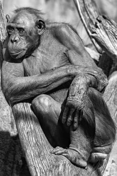 bonobo ape portrait close up photo
