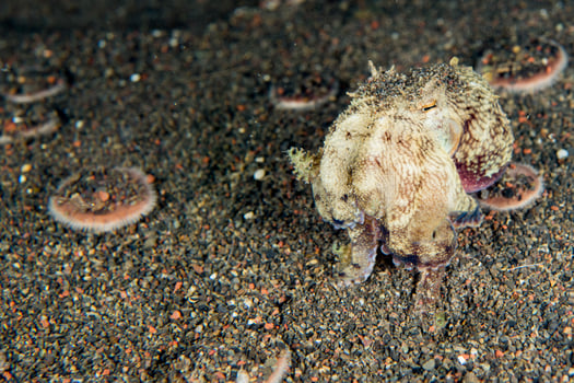 coconut octopus underwater portrait hiding in sand photo