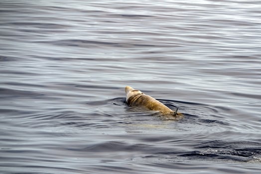 Cuvier Beaked Whale underwater near sea surface photo