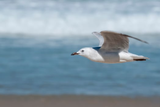 Seagull in Bondi Beach photo