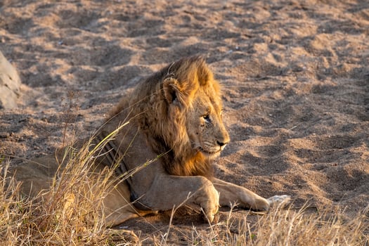 male lion in kruger park south africa photo