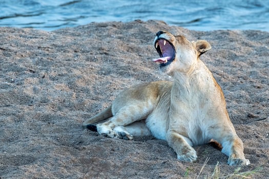 female lion roarig in kruger park south africa photo