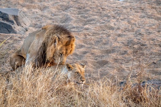 lions mating in kruger park south africa photo