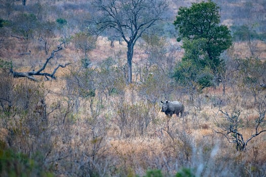 rhino in kruger park south africa photo