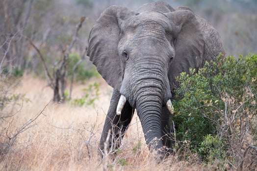 elephant while eating marula tree fruit in kruger park south africa photo