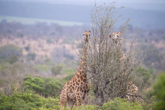 giraffe in kruger park south africa photo