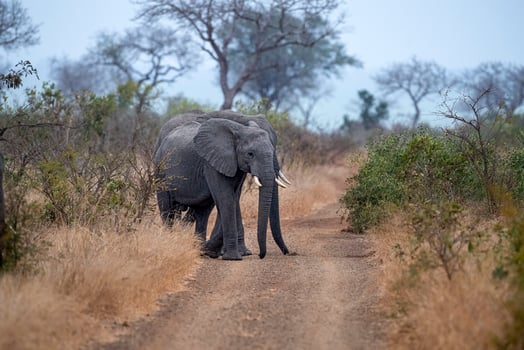 big elephant in kruger park south africa photo