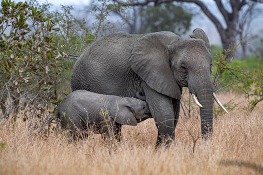 family with baby elephant in kruger park south africa photo