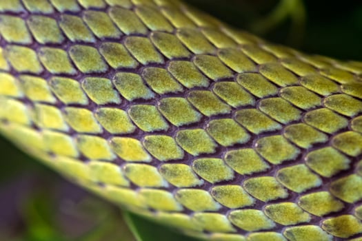 Green Snake baron racer macro photo