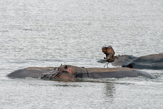 hippos and bird in kruger park south africa photo