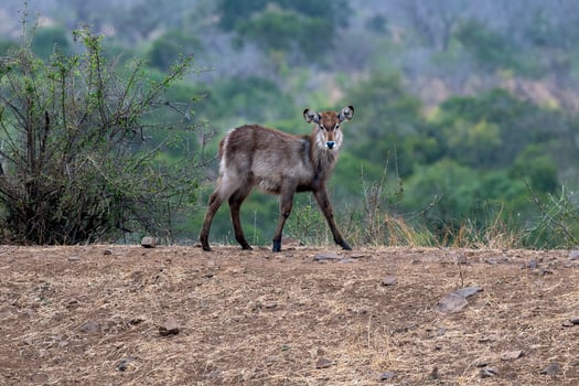 young newborn waterbuck antelope in kruger park south africa photo