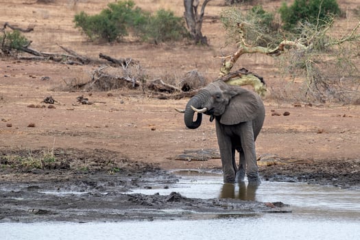 elephant drinking at the pool in kruger park south africa photo