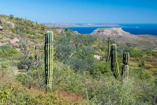 california giant desert cactus close up photo