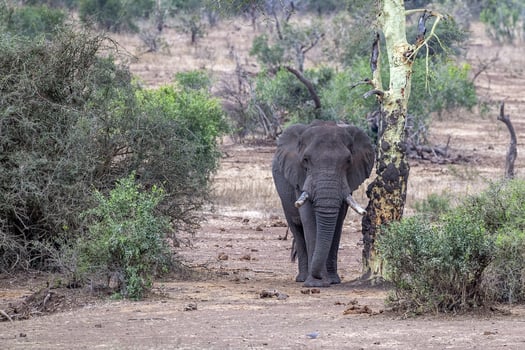 elephant in kruger park south africa coming to you photo