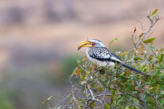 yellow-billed hornbill in kruger park south africa photo