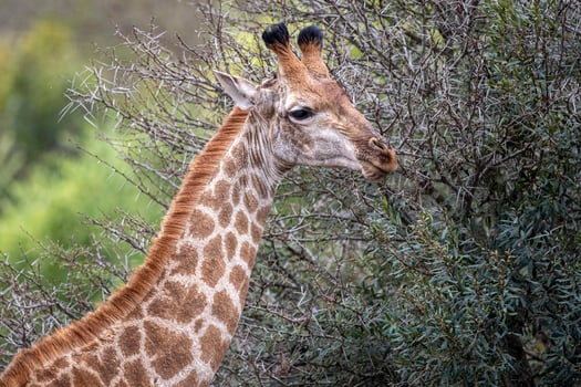 giraffe in kruger park south africa photo