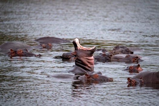 hippos fighting in kruger park south africa photo