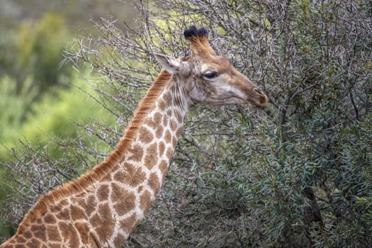giraffe in kruger park south africa photo