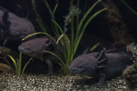 axolotl mexican salamander portrait underwater photo