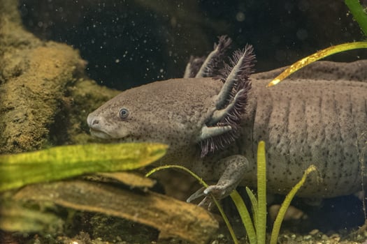 axolotl mexican salamander portrait underwater photo