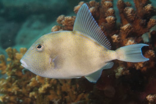 Trigger fish close up photo