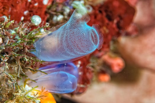 Hard coral macro detail while diving in Indonesia photo