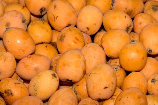 fresh loquats on sale at Market photo