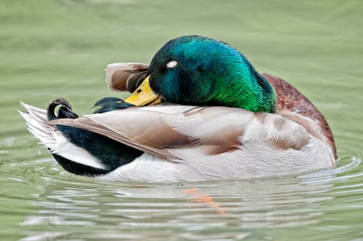 Isolated wild Duck while looking at you in the green background photo