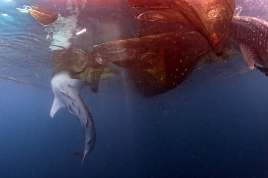 Whale Shark under fishermen platform in Papua photo