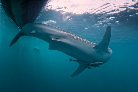 Whale Shark coming to you underwater photo
