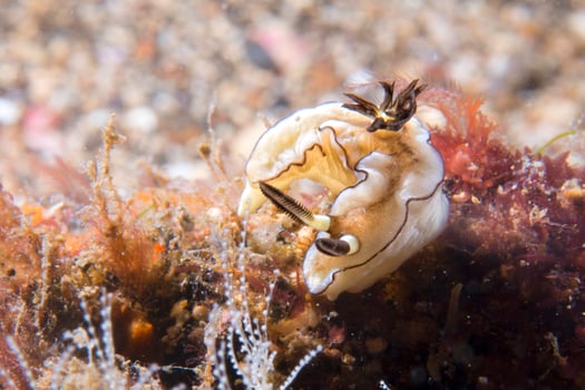Chromodoris Coi Nudibranch photo