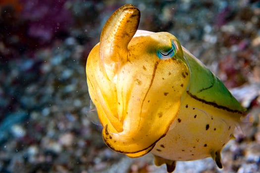 Squid cuttlefish underwater on black lava sand much dive photo