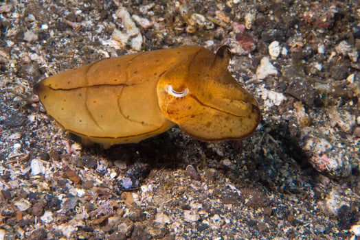 Squid cuttlefish underwater on black lava sand much dive photo