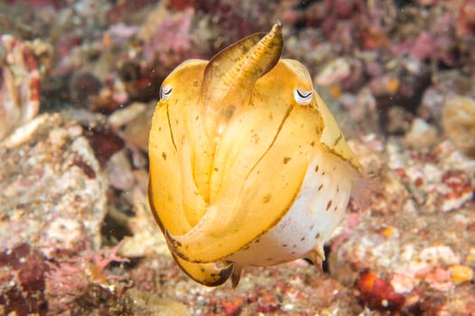 Squid cuttlefish underwater on black lava sand much dive photo