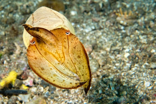Squid cuttlefish underwater on black lava sand much dive photo