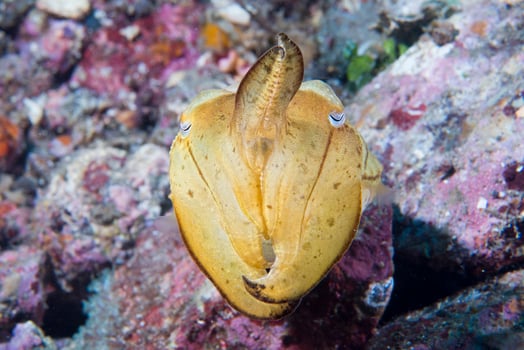 Squid cuttlefish underwater on black lava sand much dive photo