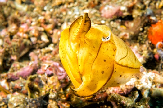Squid cuttlefish on black lava sand photo