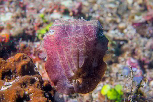 Squid cuttlefish underwater on black lava sand much dive photo