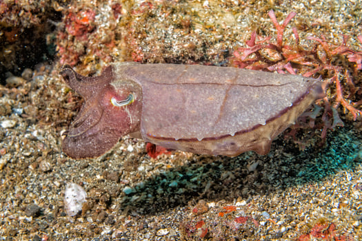 Squid cuttlefish underwater on black lava sand much dive photo