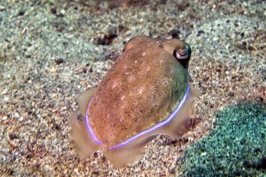Squid cuttlefish underwater on black lava sand much dive photo