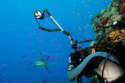A scuba diverA grey shark jaws ready to attack a photographer scuba diver photo
