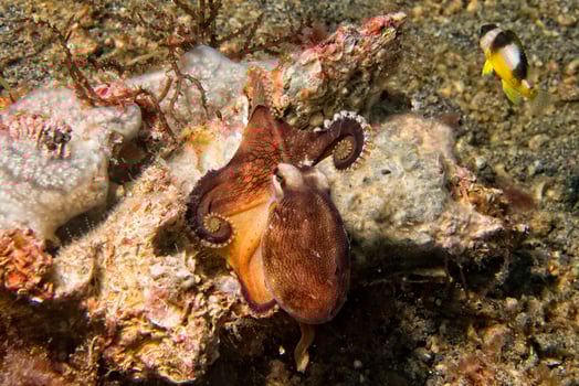 coconut octopus underwater portrait photo