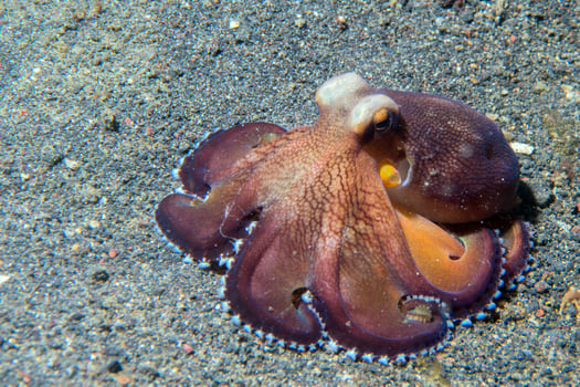 coconut octopus underwater macro portrait on sand photo