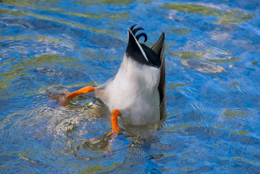 A duck while diving  in the deep blue water photo