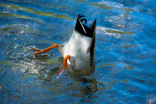 A duck while diving photo