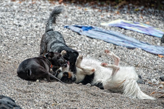 happy dogs playing on the beach photo