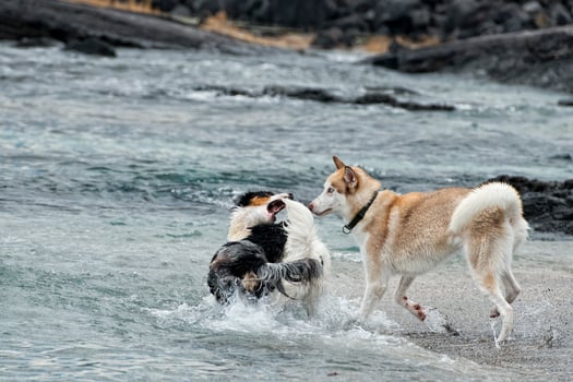 dogs playing on the beach photo