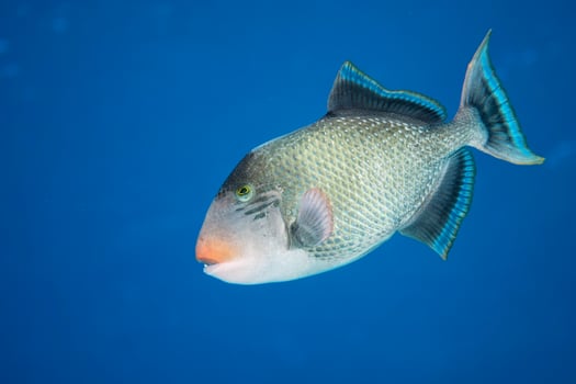 Trigger fish in sea photo