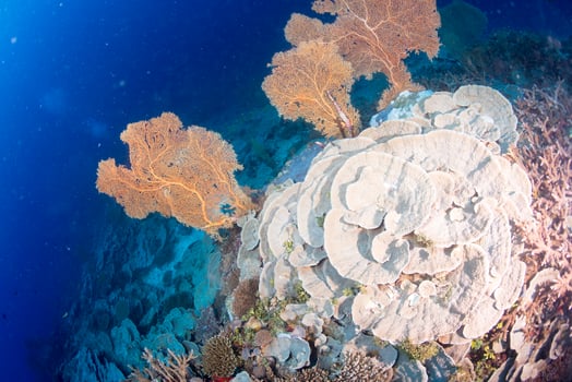 Maldives corals house for Fishes photo